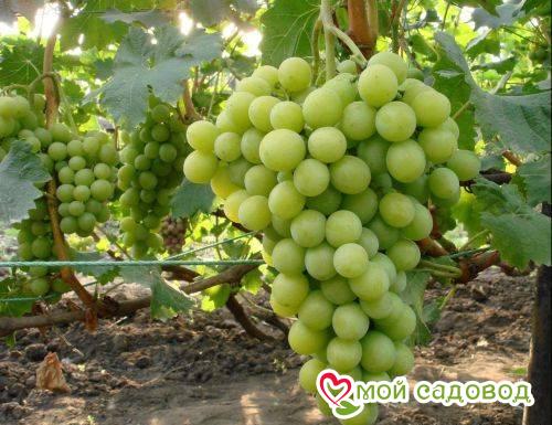 Виноград Валентина: купить в Пыталовое - цена 240₽ за 1 шт. - ДоставкаПочтой